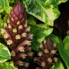 Image result for Orobanche