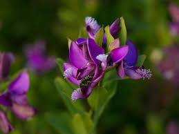 Chronic ulcer, poor circulation, intestinal sores, gonorrhea and the snuff to improve sinusitis; Die Kreuzblume Polygala Myrtifolia Pflege Standort Und Schnitt