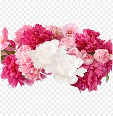 Cutting flowers in the morning applies to all flowers, including peonies. Fresh Cut Flowers Peonies Peonies Png Image With Transparent Background Toppng