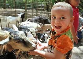 Serving all of new jersey. Petting Zoo And Bounce House Green Meadows Farm At Aviator Sports