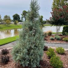 Image result for Cupressus arizonica