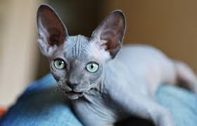 The cat, named silas, was found two years ago by the oldest daughter of south florida resident marci pence. How To Find Sphynx Cat Rescue Shelters Lovetoknow