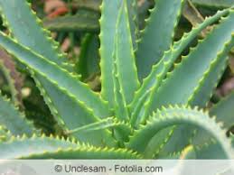 Wie oft musst du deine aloe vera umtopfen? Aloe Vera Pflanze Tipps Zum Dungen Giessen Und Umtopfen Gartenlexikon De