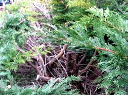Koniferen sollten ein bis zweimal im jahr leicht geschnitten werden. Sehr Grosse Koniferen Zuruckschneiden Gartenbob De Der Garten Ratgeber