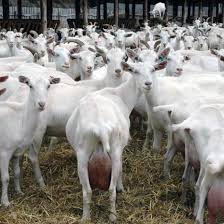 It is important, although there are more serious indicators, especially since its quantity varies the above five liters are averaged. 100 Full Blood Live Boer Goats Live Camels Cow Camel Sheep Goat Ox Bull Buy Boer Pure Breed Boer Goats Live African Boer Local Full Blood Live Boer Goats 100 Pure Blood Mature Boar Goat For Sale Full Blood