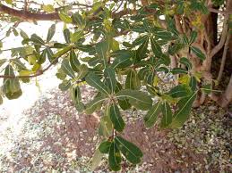 Image result for Manilkara mochisia