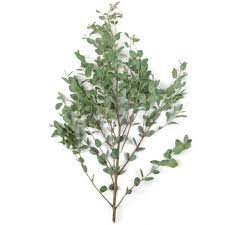 Gunnii Eucalyptus Flower Fiftyflowers Com Types Of Eucalyptus Eucalyptus Bouquet Flowers