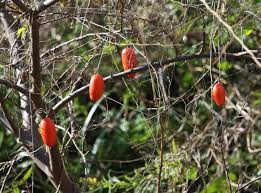 植物 のブログ記事一覧 8ページ目 大和だより 写詩 写歌 写俳 小筥集
