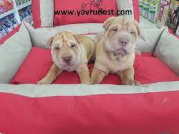 satilik shar pei yavrulari satilik yavru sarpi yavru shar pei ilani yavru shar pei fiyatlari satilik yavru shar pei ilanlari shar pei