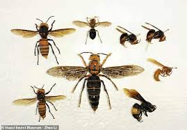 Giant Killer Hornet Believed To Be A New Species And The
