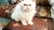 LOST BREEDS - PEKE-FACED CAT - MESSYBEAST
