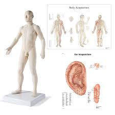 Facebook twitter whatsapp pin it. Male Acupuncture Model With Body And Ear Charts 3b Scientific 3011935 Acupuncture Models Acupuncture Reference Figures