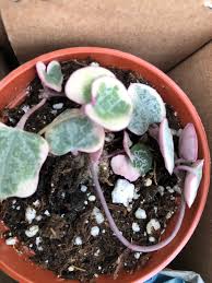 Image result for Ceropegia simplex