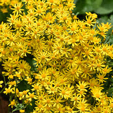 Image result for Rungia paxiana