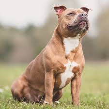 It is related to the bull terrier. Is A Staffordshire Bull Terrier Right For Your Family Greencross Vets