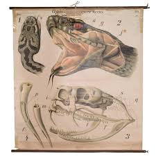 anatomical chart of snake illustration snake science