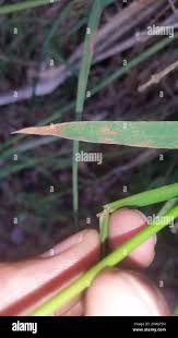 Image result for Paspalum scrobiculatum