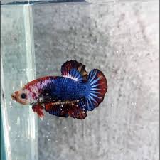 Jual ikan cupang baby giant yellow grizzle bgt7, kondisi ikan sehat, body. Ikan Cupang Giant Multicolor Shopee Indonesia