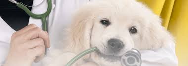 It can run but it can't jump. My Pet S Vet