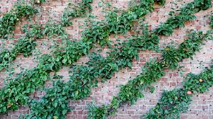 Training fruit trees as cordons results is an impeccably behaved orchard that packs flavorsome variety into a remarkably tight space. Apple Tree Cordon Free Photo On Pixabay