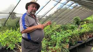 Irina kulikovskay vk, 01.dec 2020 education: Visiting Pedro Morales At Futago Bonsai Puerto Rico Youtube