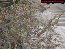 Image result for Commiphora caerulea