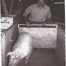Pdf How Pig Pre Slaughter Welfare Affects Pork Quality And The Pig Industry