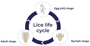 Image result for lice life cycle