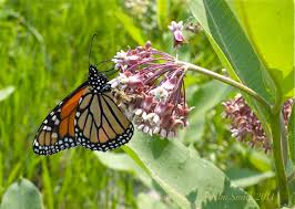 Wow And Wondeful 190 Milkweed Plants Ordered Milkweed Plant Milkweed Fragrant Garden