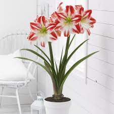 Amaryllis Spartacus Hippeastrum Hybrid Is 24 95 In A 7 Pot At Logee S 12 2 20 Red Amaryllis Amaryllis Amaryllis Bulbs
