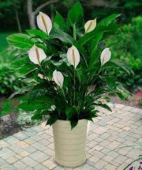 The toxic nature of some of the plants poisonous to dogs will probably come as no surprise to some of you. Peace Lily And Dogs Is Peace Lily Toxic To Dogs Dummer Garden Manage Gfinger Es La App De Jardineria Mas Profesional