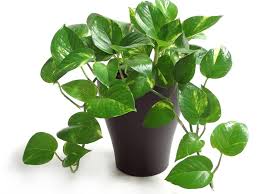 Check spelling or type a new query. 20 Best Plants For Cleaning Indoor Air 2021 Hgtv
