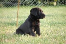 Formel 1 labrador tilbyder kun avl. Hundehvalpe Tilsalg Hund Hunde Hvalpe Salg Jagthunde Jagt Kennel Kennel Labrador Labrador Dansk Dansk Retriever Retriever Klub Klub Formel 1 Formel 1 Dansk Jagthunde Registrering