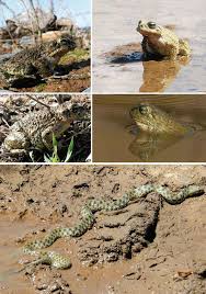 Image result for Leptochloa coerulescens