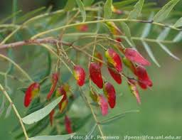 Image result for Schinopsis