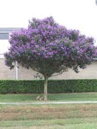 Order now & send flowers today Tibouchina Granulosa Purple Glory Tree Florida Trees Florida Landscaping Flowering Trees