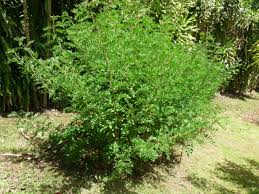 Image result for Indigofera demissa