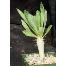 Image result for Pachypodium saundersii