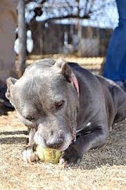 They are already so adorable! 140 Needs Loving Home Ideas In 2021 Dogs Dog Adoption Pets