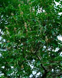 Image result for Bersama swynnertonii