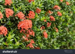 Image result for Ixora sp. A