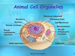 Maybe you would like to learn more about one of these? Basic Structure Of A Cell Ppt Download