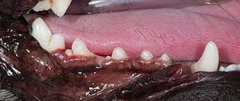 This totally different from the system of numbering in most european countries where most dentists prefer to use alphabetical order values. The Abcs Of Veterinary Dentistry S Is For Supernumerary Teeth