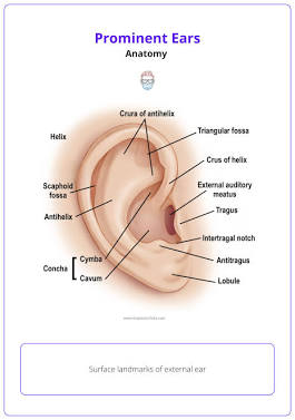 Anatomical landmarks of the external ear, AI generated