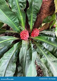 Image result for Palisota