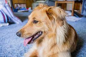 Border Collie Golden Retriever Mix For Sale Petsidi