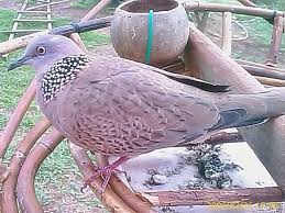 Mitos burung tekukur bunyi di malam hari (biasanya burung tekukur kalung tepung) juga harus kamu waspadai dan jika kamu kebetulan memelihara burung tekukur yang berbunyi di malam hari, sebaiknya kamu lepas dan bebaskan saja burung tersebut. Burung Derkuku Masuk Rumah Pertanda Apa Blog Burung Dara
