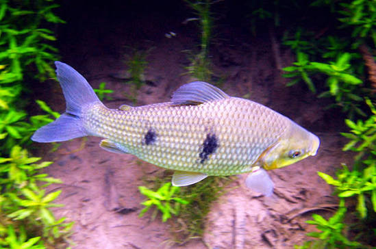 Piauçu