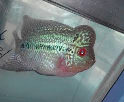 Flowerhorn Craze India Bangalore India Facebook