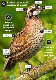 Polish your personal project or design with these bobwhite quail transparent png images, make it even more personalized and more attractive. The Anatomy Of A Quail Texas A M Nri